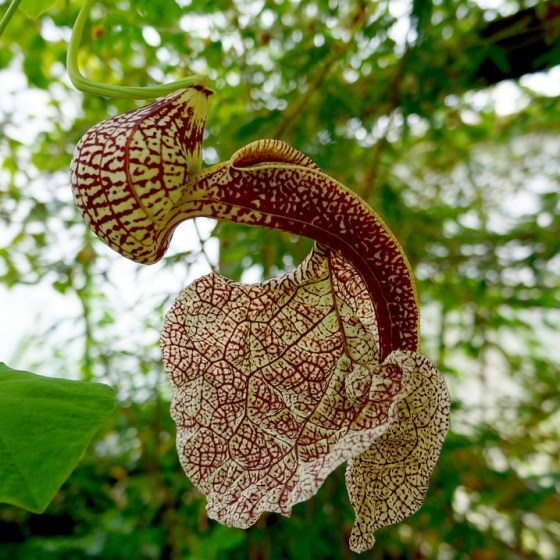 Die Pfeifenwinde (Aristolochia macrophylla) ist eine starkwachsende Schlingpflanze, mit schönen Blättern und eignet sich hervorragend für die Hochbegrünung und Fassadenbegrünung.